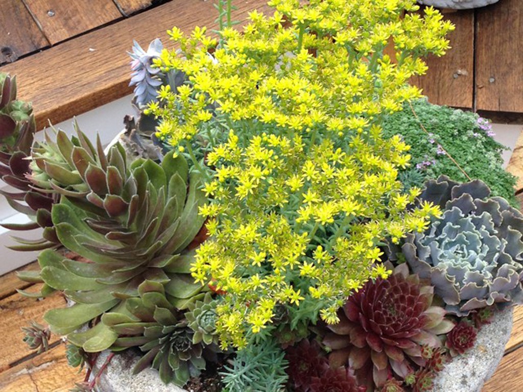 Container Gardens